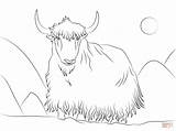 Yak Ausmalbild Ausmalbilder Yaks Coloriages Pluspng sketch template