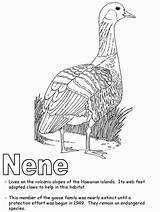 Nene Goose Endangered Prey Songbirds sketch template