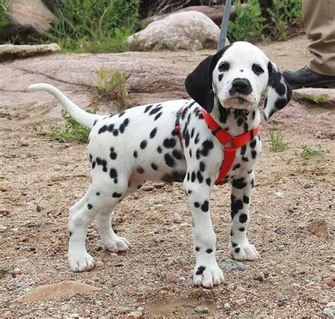 dalmatian dalmatian puppy  sale text     dogs  sale price