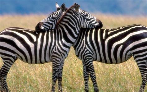 zebras zebras achtergrond  fanpop