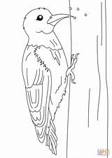 Picchio Supercoloring Woodpecker Stampare Disegnare sketch template