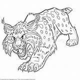Bobcat Wildcat Getcoloringpages sketch template