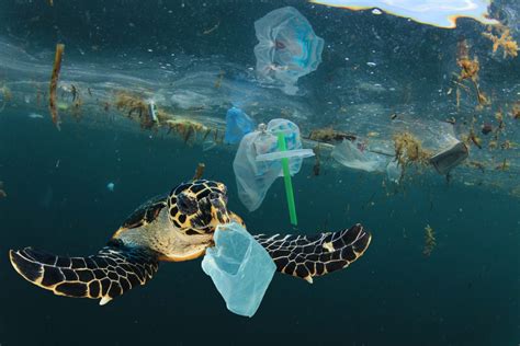 heartbreaking   sea animals harmed  plastic pollution  green planet