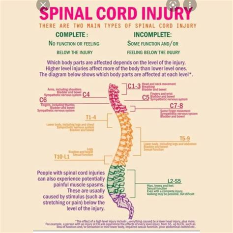 spinal cord injuries info vrogueco