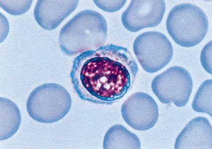 lymphocyte description functions britannica