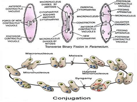 😎 Binary Fission And Conjugation Bacteria Growth And