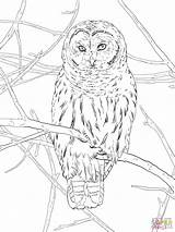 Owl Coloring Hoot Pages Printable Drawings Drawing Designlooter Owls Color 58kb 2048px 1536 Public sketch template