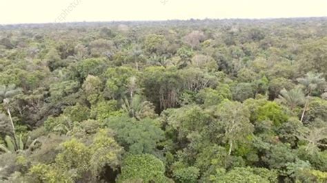 flying  rainforest stock video clip  science photo
