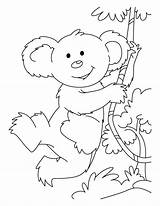 Koala Coloring Pages Swinging sketch template