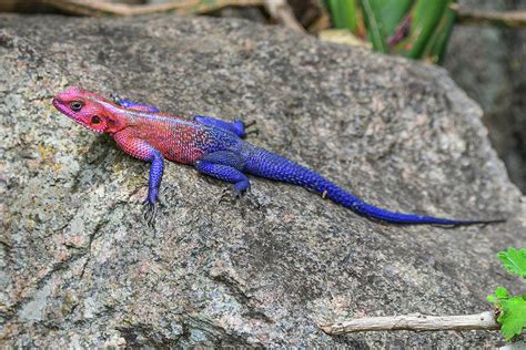 red headed agama lizard photograph  marilyn burton pixels