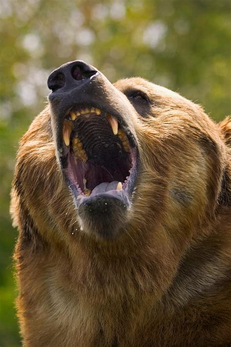 angry bear photograph  carson ganci