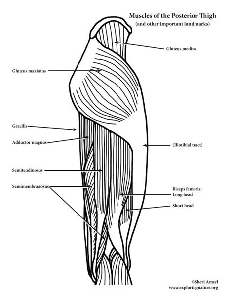 muscles   hip  thigh posterior view advanced