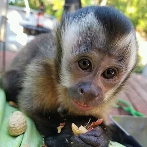 capuchin monkey  sale baby capuchin  sale capuchin monkey usa