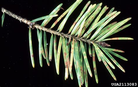 douglas fir needlecast rhabdocline pseudotsugae