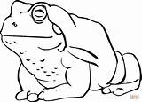 Toad Ropucha Rospi Kolorowanki Rospo Sapo Colorir Toads Bestcoloringpagesforkids Amphibians Olho Dzieci Rana Desenhos Silhuetas Wydruku Frogs sketch template