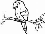 Parrot Coloring Drawing Clipart Colour Draw Easy Birds Drawings Sheet Printable Getdrawings sketch template