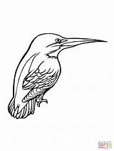 Kingfisher Coloring Bird Pages Printable Color Clipart Drawing Birds Online Supercoloring Drawings Categories 1024px 21kb sketch template