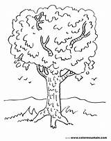 Tree Coloring Oak Trunk Coconut Palm Drawing Pages Getcolorings Getdrawings Printable sketch template
