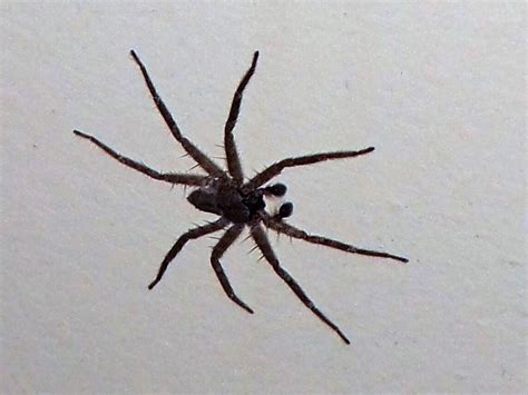blog  ademir rocha animais  aranhas  araninhas  outros