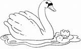 Cisnes Pintar Cisne Swan Cygne Coloriage Counting Aves sketch template