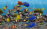 Image result for Vista Screensaver Fish Tank. Size: 161 x 100. Source: supportday850.weebly.com