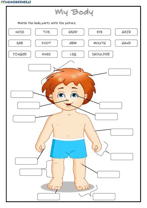 body parts worksheet kindergarten  mark wilsons kids worksheets