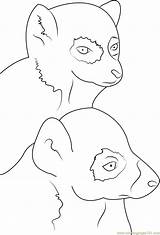 Lemur Coloring Tailed Ring Getcolorings Pages sketch template