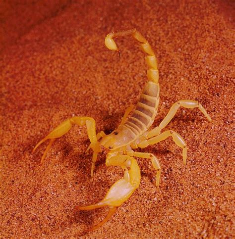 difference  pseudoscorpions real scorpions animals momme