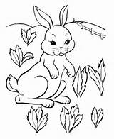 Bunny Easter Coloring Pages Field Sheets Bunnies Activity sketch template