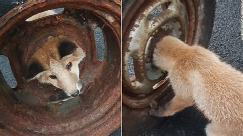 a fox cub was rescued after getting its head stuck in a wheel cnn