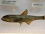 Image result for Lampanyctus crocodilus. Size: 148 x 110. Source: commons.wikimedia.org