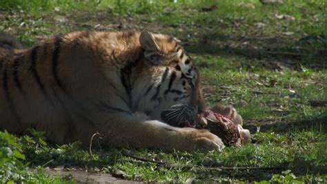 tiger alerted  prey stock footage video  shutterstock