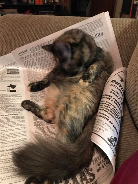 hes      read  newspaper cats cat owners funny cats