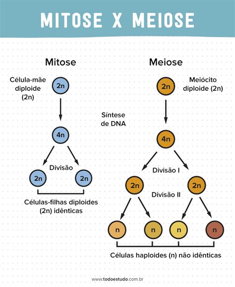 mitose  meiose entenda quais sao  diferencas entre os processos