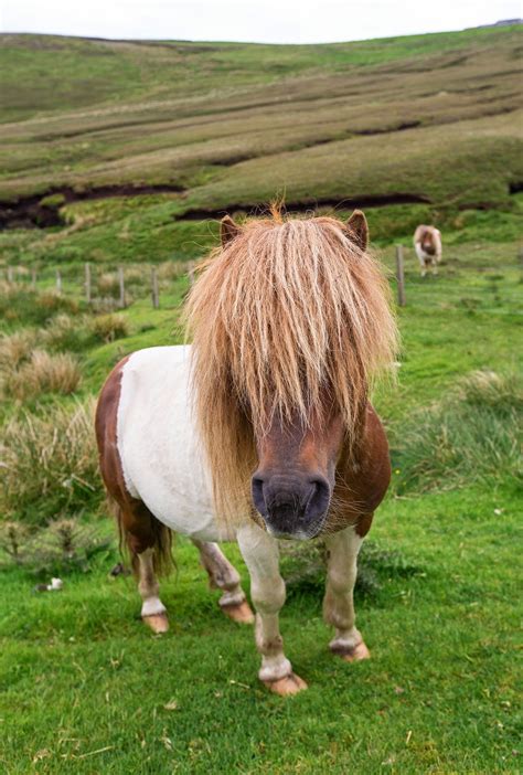 shetland ponies scotlands work horses britain   travel guide