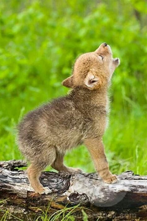 baby wolf  cute  wolves pinterest