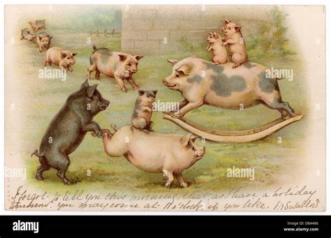 pigs  play  stock photo alamy