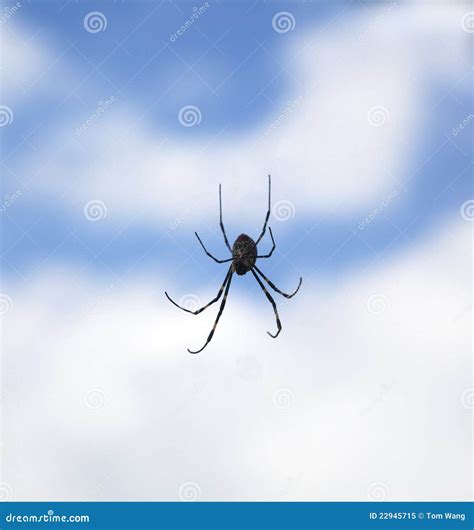 spider   air stock image image  spider poison