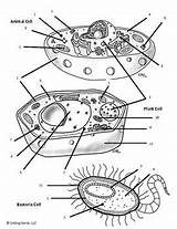 Organelle Prokaryotes Eukaryotes Organelles Biologycorner sketch template