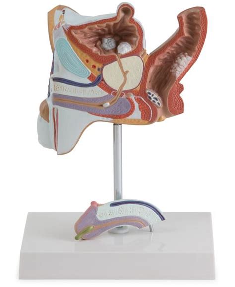 pathological model of the male urogenital system code 6180 21