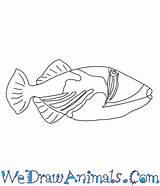 Triggerfish Picasso sketch template