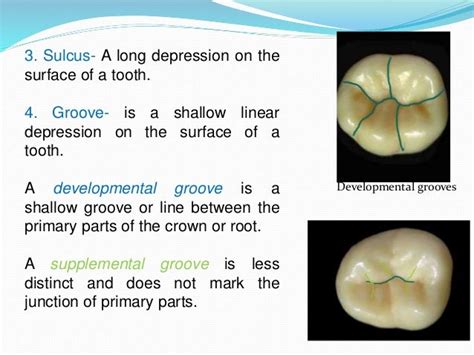 Teeth Definition Anatomy