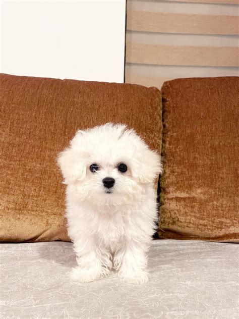 rbichonfrise images  pholder   friend turned  today