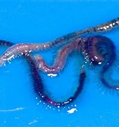 Afbeeldingsresultaten voor Borstelwormen in Aquarium. Grootte: 173 x 185. Bron: www.denatuurinhuis.nl