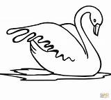 Swan Bird Water Coloring Color Pages sketch template