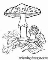 Agaric Designlooter sketch template