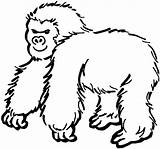 Coloring Pages Gorilla Printable Clipart Gorillas Cartoon Drawing Categories Apes Projects Gif sketch template