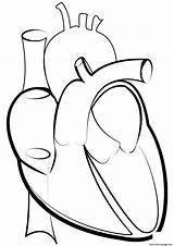 Heart Outline Line Printable Coloring Drawing Pages Medical Clipart Congestive Svg Failure sketch template