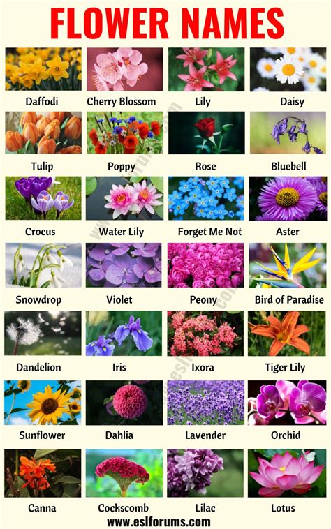 flower names list   popular types  flowers   pictures