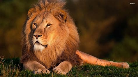 lion pictures hd wallpapers lion animal photo